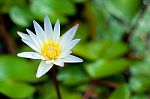 White Lotus Flower ??????????? Stock Photo