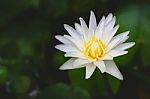 White Lotus Flower And Green Leaves Stock Photo
