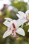 White Orchid In Thailand Stock Photo
