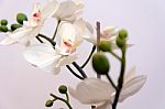 White Orchid Isolated Stock Photo