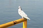 White Pigeon Perching On Yellow Metal Bar Stock Photo