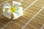 White Plumeria - Frangipani Stock Photo