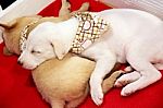 White Puppy Sleeping Stock Photo