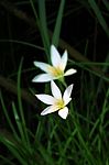 White Rain Lily In Dark Clump Of Grass Stock Photo