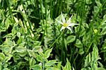 White Rain Lily (zephyranthes Candida) Stock Photo