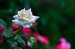 White Rose Stock Photo