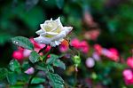 White Rose Stock Photo