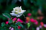 White Rose Stock Photo