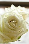 White Roses Flower Stock Photo