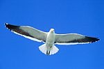 White Seagull Flying Stock Photo