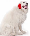 White Severe With Red Ear Muff Stock Photo
