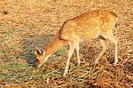 White-tailed Deer Fawn Stock Photo