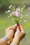 Wildflowers In Woman's Hand In The Garden Stock Photo