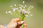 Wildflowers In Woman's Hand In The Garden Stock Photo