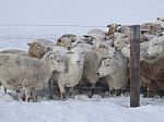 Winter Flock Of Sheep Stock Photo