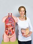 Woman Showing Intestines Model And Human Body Stock Photo