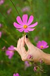 Woman Touch The Cosmos Flower Stock Photo