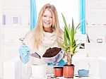 Woman Transplant Plant At Home Stock Photo