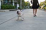 Woman Walking With English Bulldog Stock Photo