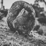Wombat During The Day Stock Photo