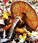 Woodland Mushrooms Stock Photo