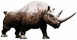 Woolly Rhinoceros Stock Photo