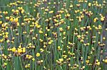 
Xyridaceae Beautiful Field Full Of Yellow Stock Photo