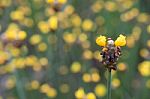 
Xyridaceae Beautiful Field Full Of Yellow Stock Photo