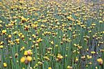 
Xyridaceae Beautiful Field Full Of Yellow Stock Photo