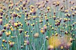 
Xyridaceae Full Bloom Yellow Fields. Look Naturally Beautiful Stock Photo