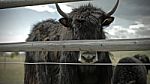 Yak From Behind Fence Stock Photo