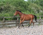 Yearling Thoroughbred Free Schooling Stock Photo