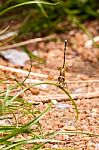 Yellow And Black Pattern Dragon Fly On Grass Stock Photo