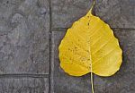 Yellow Boh Leaf On Stone Floor Texture Background Stock Photo