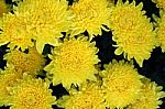 Yellow Chrysanthemum Flower Stock Photo