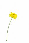 Yellow Cosmos Flower Stock Photo