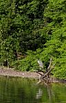 Yellow-crowned Night Heron Stock Photo