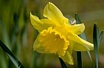 Yellow Daffodil Stock Photo