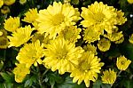 Yellow Flower Stock Photo