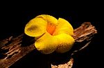 Yellow Flower On Wooden Stock Photo