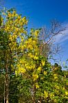 Yellow Flower Tree With Dead Tree Against Blue Sky Stock Photo