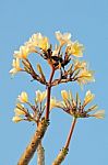 Yellow Frangipani Flower Stock Photo