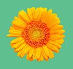 Yellow Gerbera Flower Stock Photo