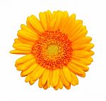 Yellow Gerbera Flower Stock Photo