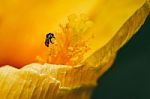 Yellow Hibiscus Syriacus With Insect Stock Photo