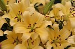Yellow Lilies Stock Photo