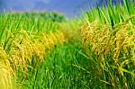 Yellow Ripe Rice Field Beside On Path Way In Bac Son, Vietnam Stock Photo