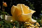 Yellow Rose Stock Photo