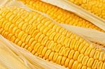 Yellow Sweet Corn For Food Background Stock Photo