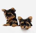 Yorkshire Terrier Puppies Stock Photo
